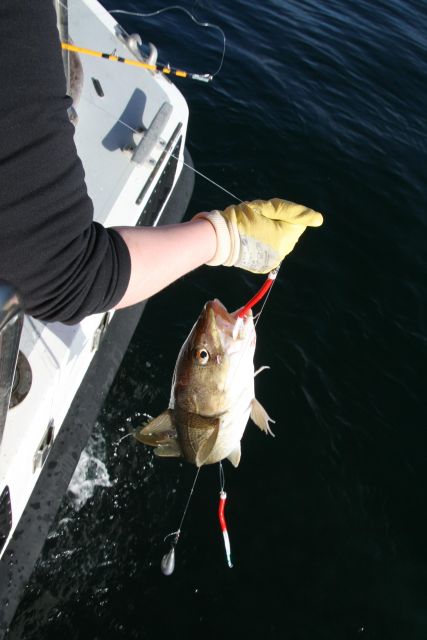Reykjavik: 3-Hour Sea Angling Gourmet Experience Tour - Price and Value at $176: When This Feels Like a Great Deal