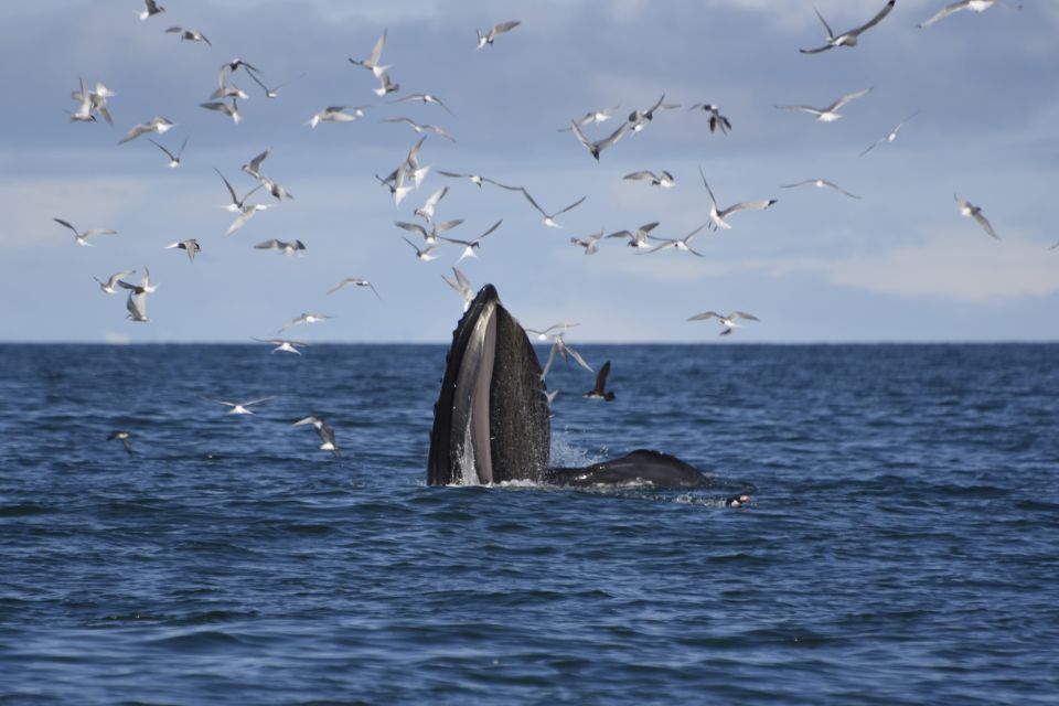 Reykjavik: ATV Ride & Whale Watching Boat Tour - How the Day Gets Put Together (Without Wasting Your Time)