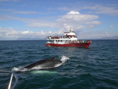 Reykjavik: ATV Ride & Whale Watching Boat Tour - The ATV Climb Toward Reykjavik Peak: Gear Up and Go