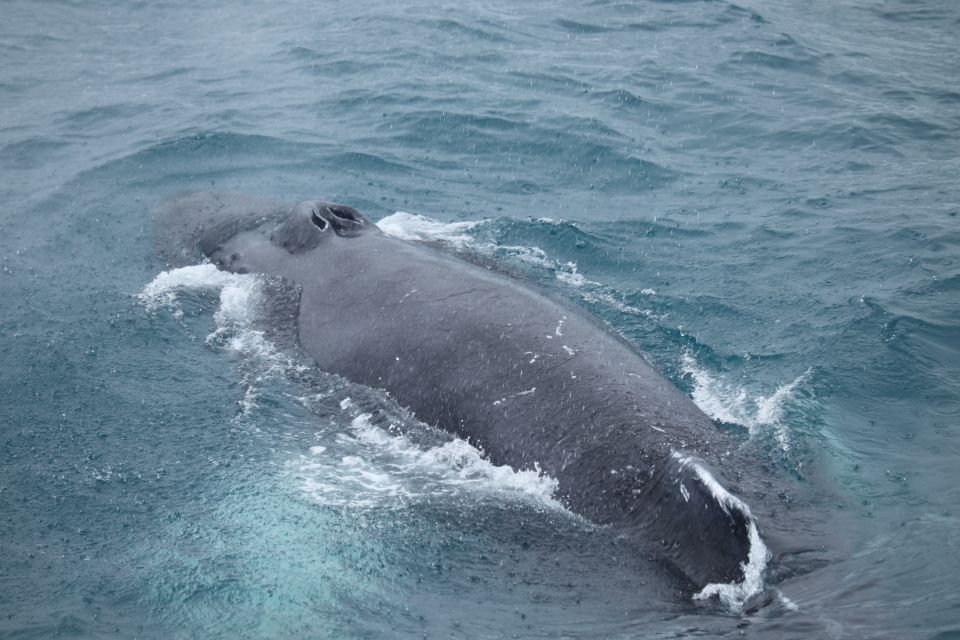 Reykjavik: Best Value Whale Watching Boat Tour - Key things I’d bet on