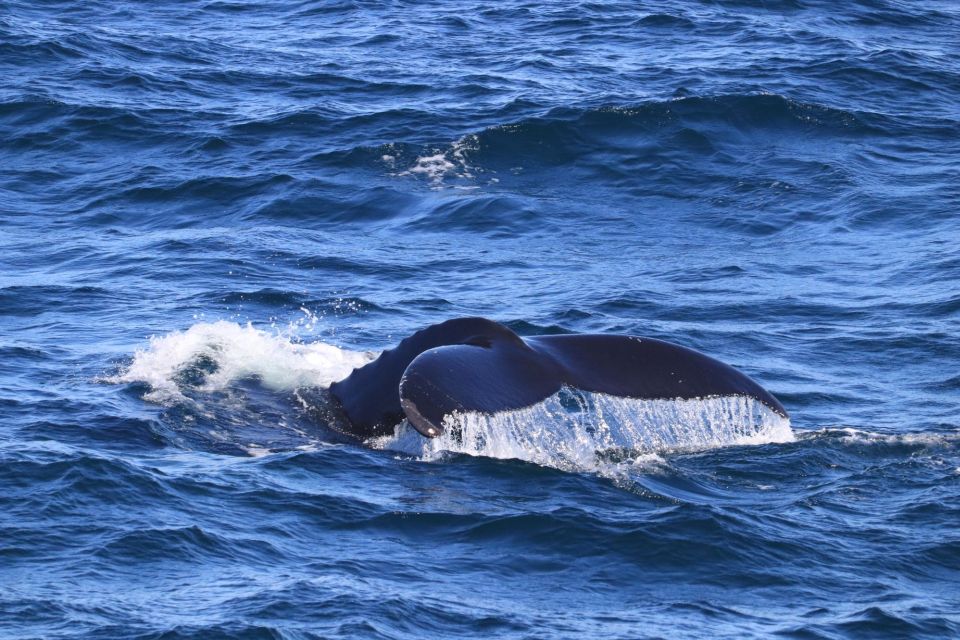 Reykjavik: Best Value Whale Watching Boat Tour - Practical tips so you get the most from the trip