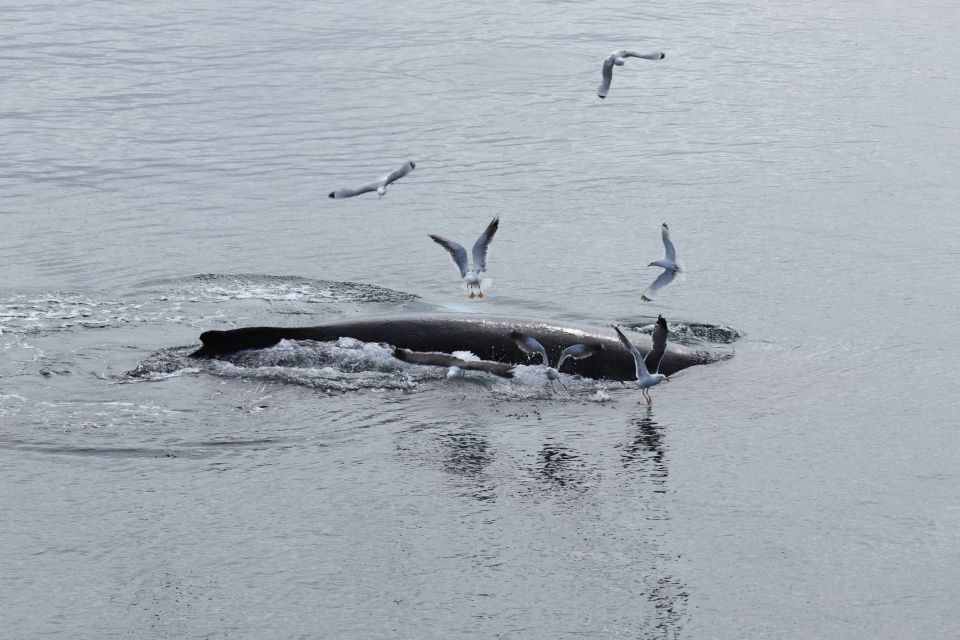Reykjavik: Best Value Whale Watching Boat Tour - What you’re likely to see: interpreting blow, splash, and movement