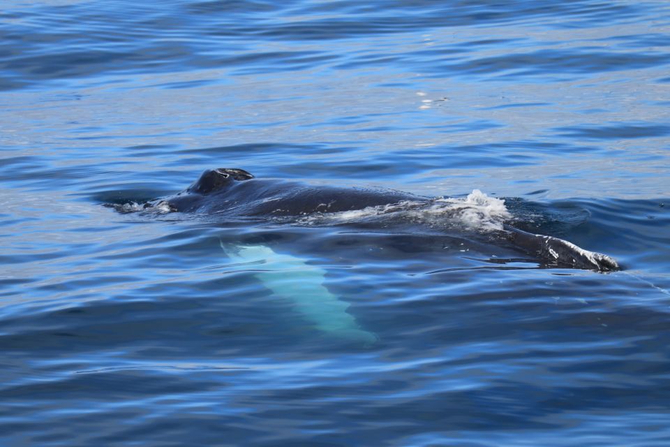 Reykjavik: Best Value Whale Watching Boat Tour - Old Harbour comfort: heated cabins, onboard bar, and the free overalls that save your trip