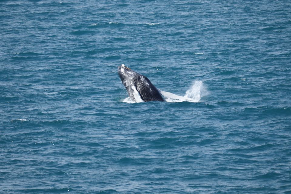 Reykjavik: Best Value Whale Watching Boat Tour - The guide experience: science talk, behavior clues, and a sense of care