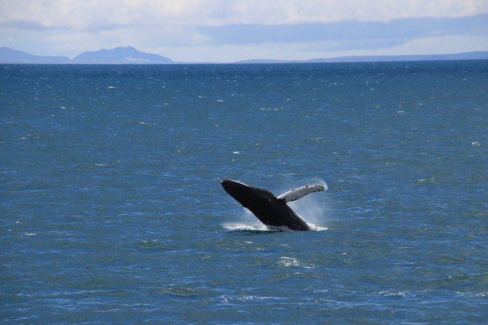 Reykjavik: Best Value Whale Watching Boat Tour - Itinerary flow: what each block of time really does for you