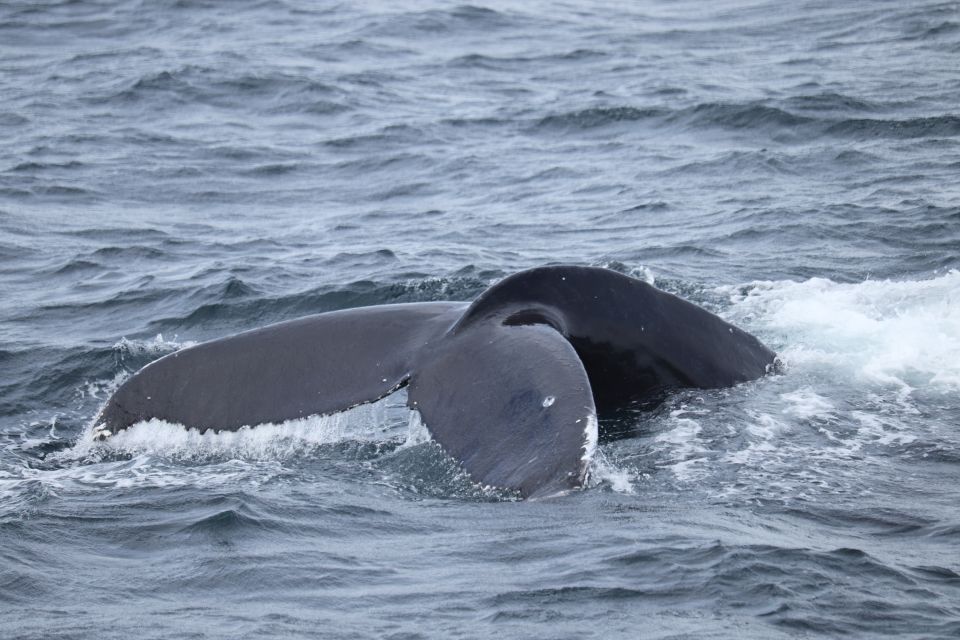 Reykjavik: Best Value Whale Watching Boat Tour - Value for money: $103 for 3.5 hours of real-world wildlife searching