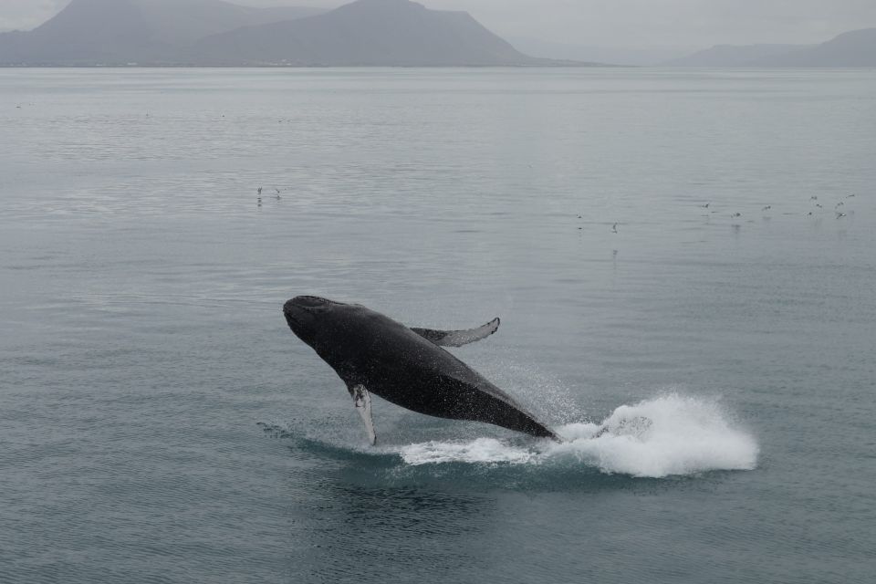 Reykjavik: Best Value Whale Watching Boat Tour - When this tour is a great fit (and when it isn’t)
