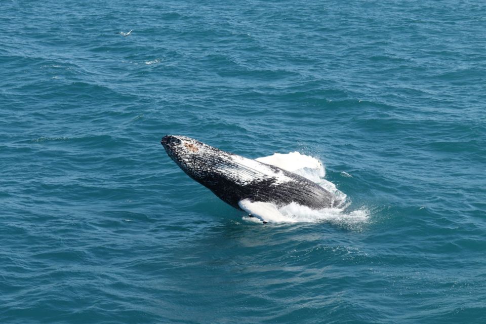 Reykjavik: Best Value Whale Watching Boat Tour - Faxaflói bay cruise: where your “what if” becomes a checklist