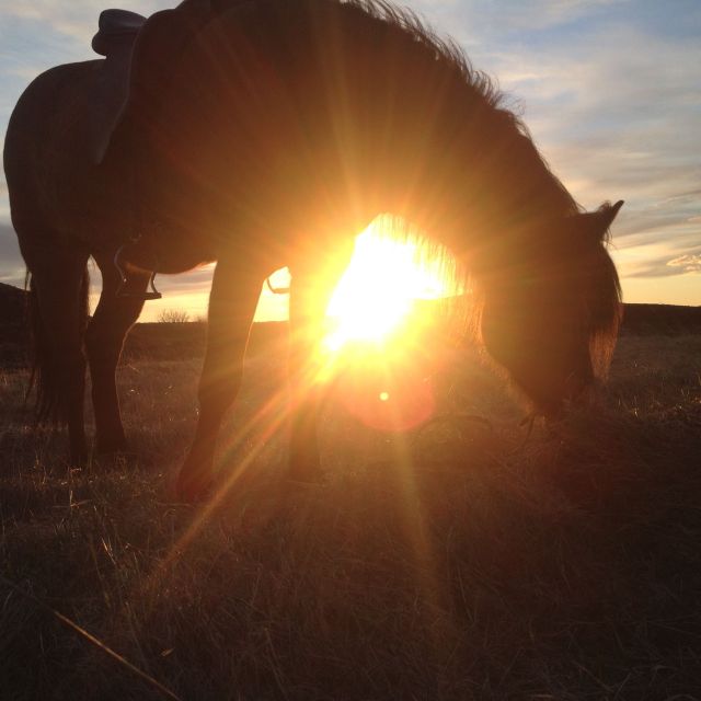 Reykjavik: Evening Sleipnir Horse Riding Tour with Pickup - The horses: friendly, well-trained, and built for this work