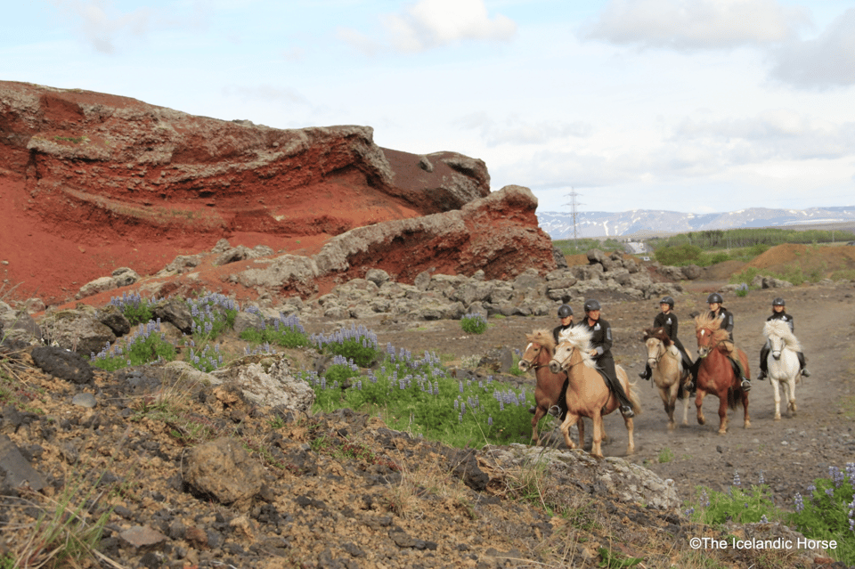 Reykjavík: Horse Riding Tours - From Riding School to Your Assigned Horse