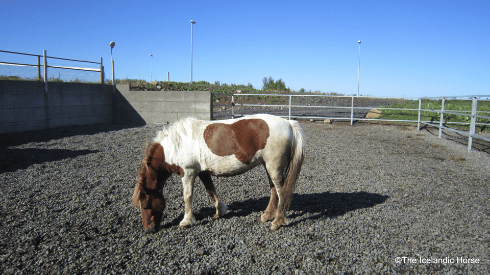 Reykjavík: Horse Riding Tours - How the Tölt Gait Changes the Ride