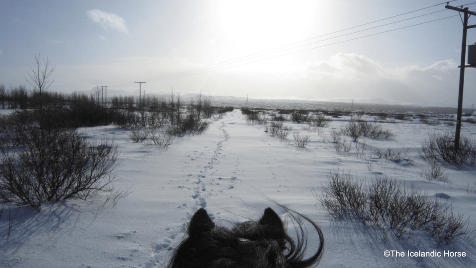 Reykjavík: Horse Riding Tours - Who This Tour Is Best For (And Who Might Reconsider)