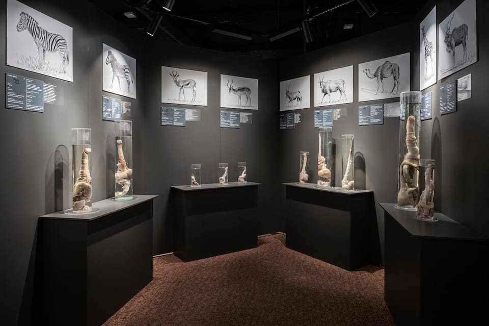 Reykjavik: Icelandic Phallological Museum Entry Ticket - Inside the museum: science, donation stories, and the history angle