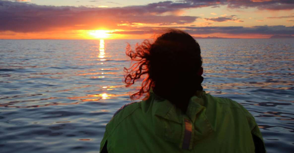 Reykjavík: Midnight Sun Whale Watching Cruise - Key things to know before you book