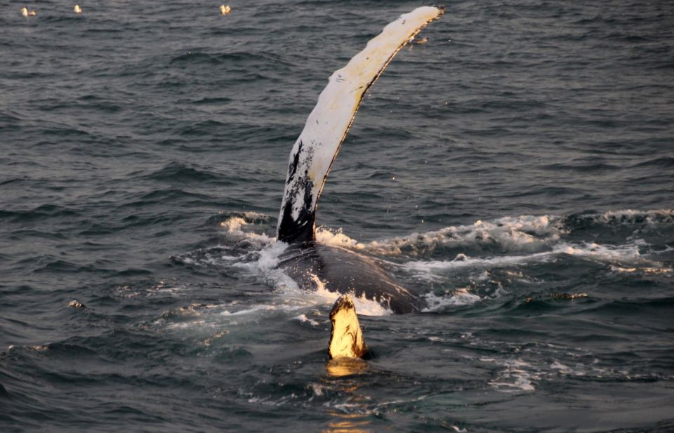 Reykjavík: Midnight Sun Whale Watching Cruise - Warm overalls and what to wear when the sea wind is the real boss