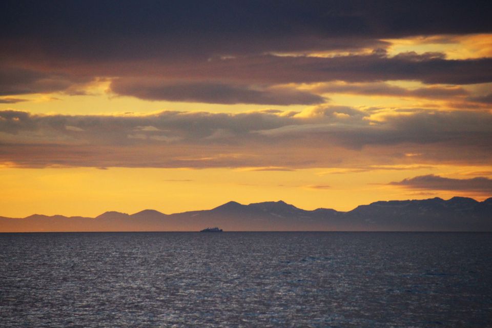 Reykjavík: Midnight Sun Whale Watching Cruise - Faxaflói Bay wildlife search: what you’ll likely spot