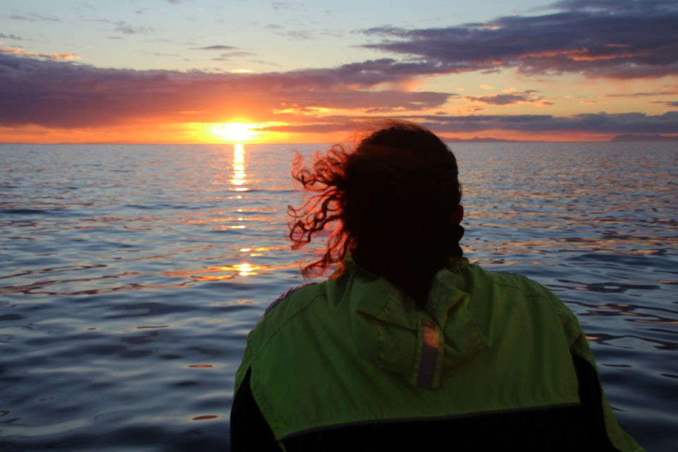 Reykjavík: Midnight Sun Whale Watching Cruise - What happens if you don’t see whales (and why that policy is reassuring)