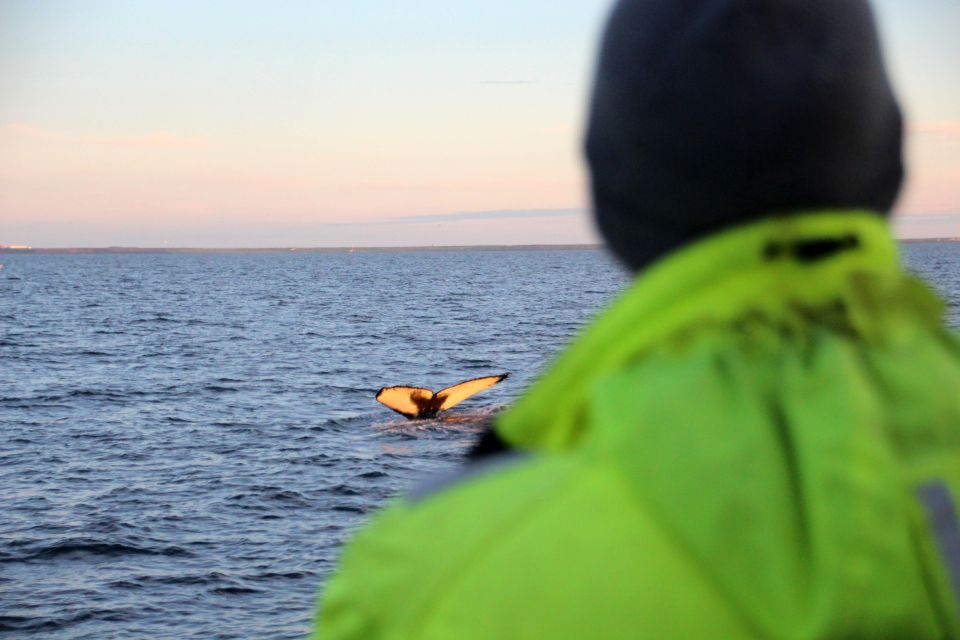 Reykjavík: Midnight Sun Whale Watching Cruise - Price and value: is $106 per person a fair deal?