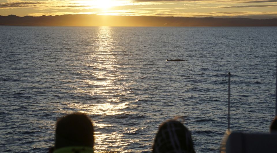 Reykjavík: Midnight Sun Whale Watching Cruise - Who should book this midnight-sun whale cruise?