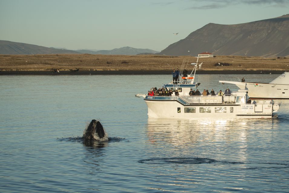 Reykjavík: Midnight Sun Whale Watching Cruise - The Rósin boat setup: warmth, decks, restrooms, and Wi‑Fi