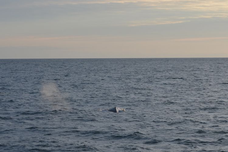 Reykjavik: Midnight Sun Whale Watching Tour - Key Points I’d Bet Your Trip on