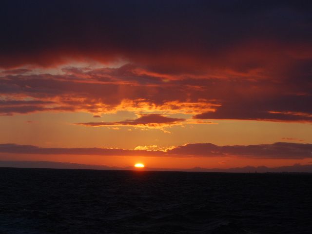 Reykjavik: Midnight Sun Whale Watching Tour - Wildlife You Can Expect: Whales, Dolphins, Harbor Porpoises, and Birds