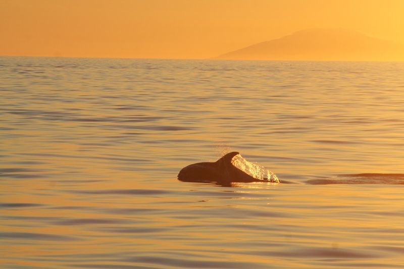 Reykjavik: Midnight Sun Whale Watching Tour - Boat Comfort, Cold Weather Reality, and Seasickness Tips That Actually Help