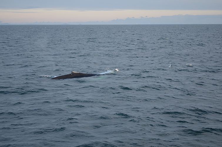 Reykjavik: Midnight Sun Whale Watching Tour - Your Practical Strategy: How to Maximize Sightings and Fun