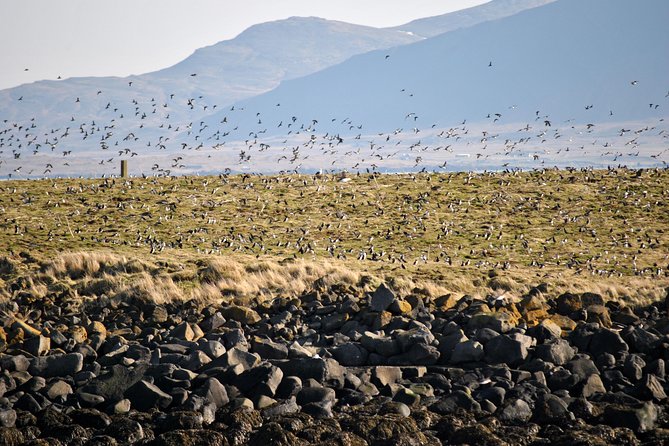 Reykjavik Premium Puffin tour | Close Up and Personal - Why this Premium Puffin RIB tour is a great use of your Reykjavik time