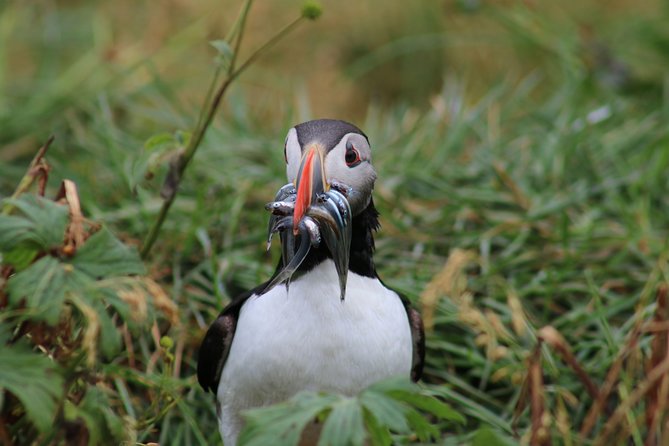 Reykjavik Premium Puffin tour | Close Up and Personal - The main stop at Lundey: puffins at their natural nesting cliffs