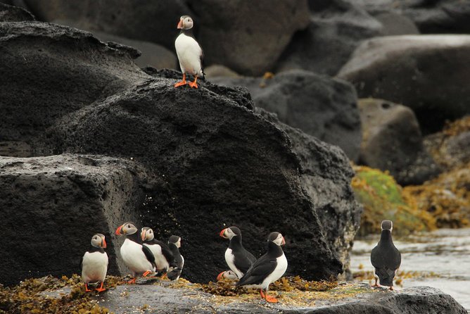 Reykjavik Premium Puffin tour | Close Up and Personal - Meeting at Elding Whale Watching and getting kitted up quickly
