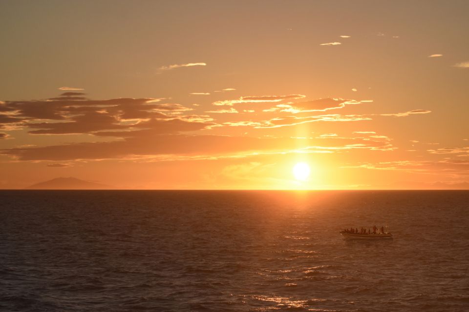 Reykjavik: Premium Whale and Puffin Watching Evening Tour - What This Reykjavik Whale Tour Feels Like at Golden Hour
