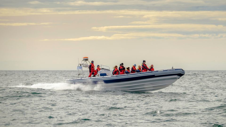 Reykjavik: Premium Whale and Puffin Watching Evening Tour - The 2-Hour Game Plan: From Old Harbour to Open Water (and Back)