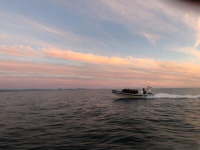 Reykjavik: Premium Whale and Puffin Watching Evening Tour - Why the Small Group (12 People) Matters More Than You Think