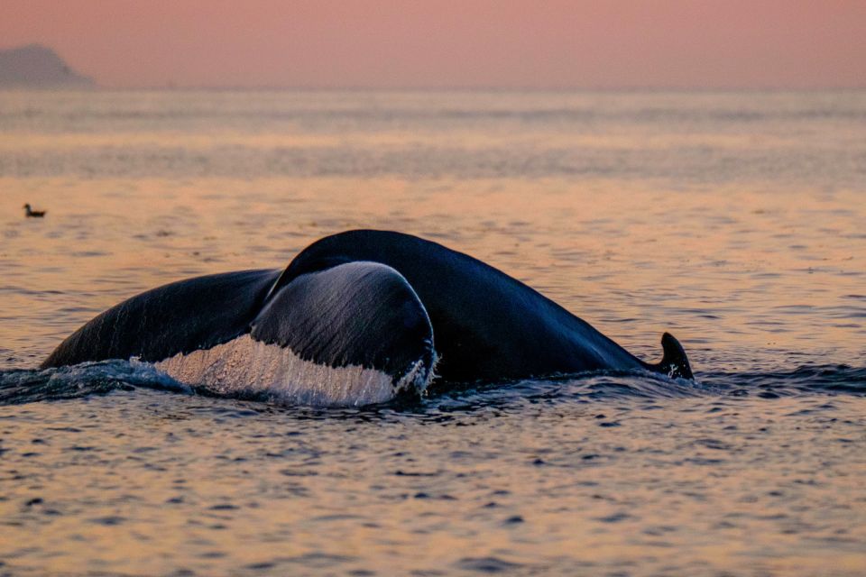 Reykjavik: Premium Whale and Puffin Watching Evening Tour - Puffin Season Dates and What Your Timing Should Target