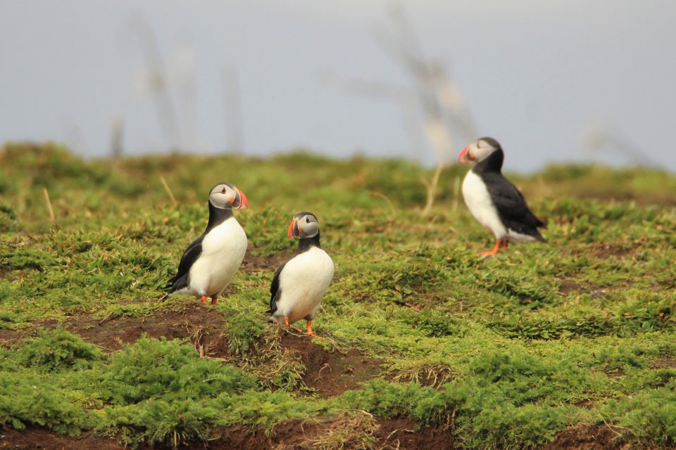 Reykjavik: Premium Whale and Puffin Watching Evening Tour - What to Wear (So You Don’t Spend the Trip Focused on Being Cold)