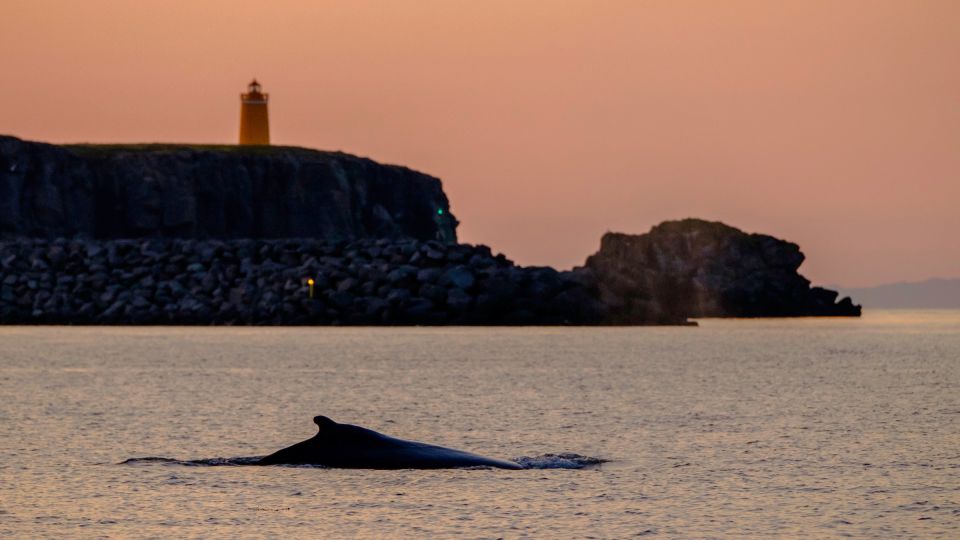 Reykjavik: Premium Whale and Puffin Watching Evening Tour - Price and Value: Is $200 Worth It?