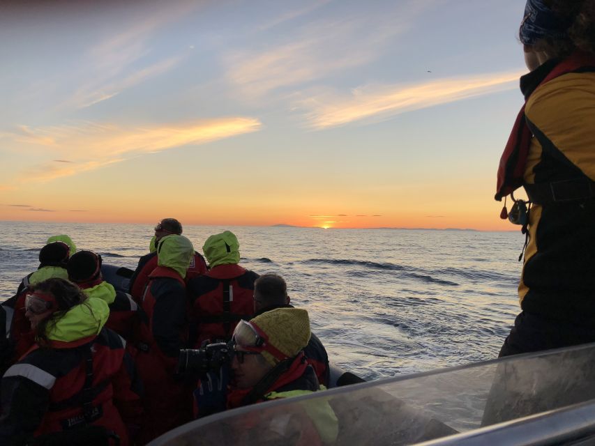 Reykjavik: Premium Whale and Puffin Watching Evening Tour - Should You Book This Reykjavik Premium Whale and Puffin Evening Tour?