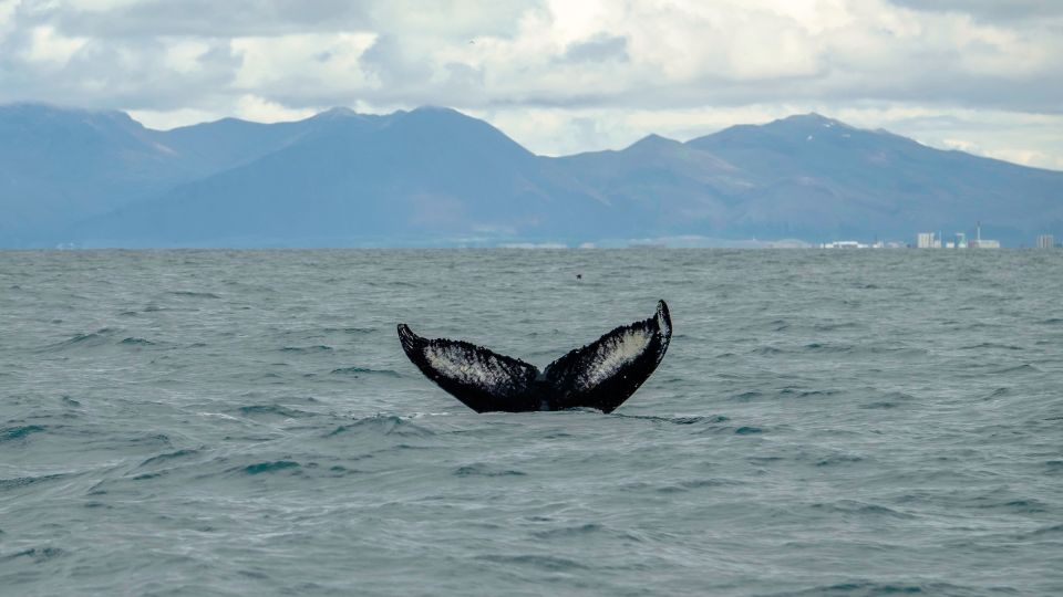 Reykjavik: Premium Whale Watching with Flexible Ticket - Who this RIB tour fits best in your trip