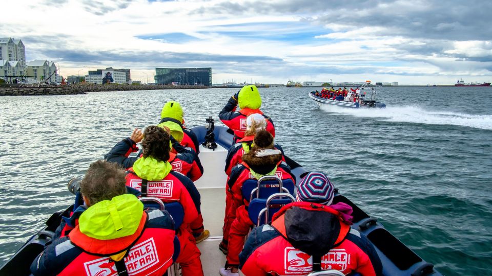 Reykjavik: Premium Whale Watching with Flexible Ticket - What you’re likely to see: humpbacks, minke whales, dolphins