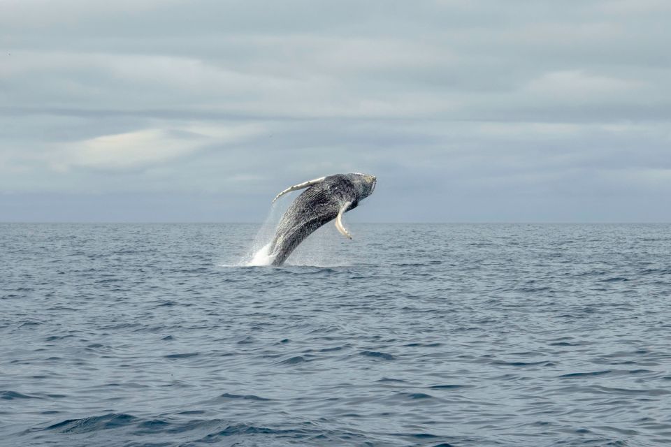 Reykjavik: Premium Whale Watching with Flexible Ticket - Puffins outside the harbor in May to August