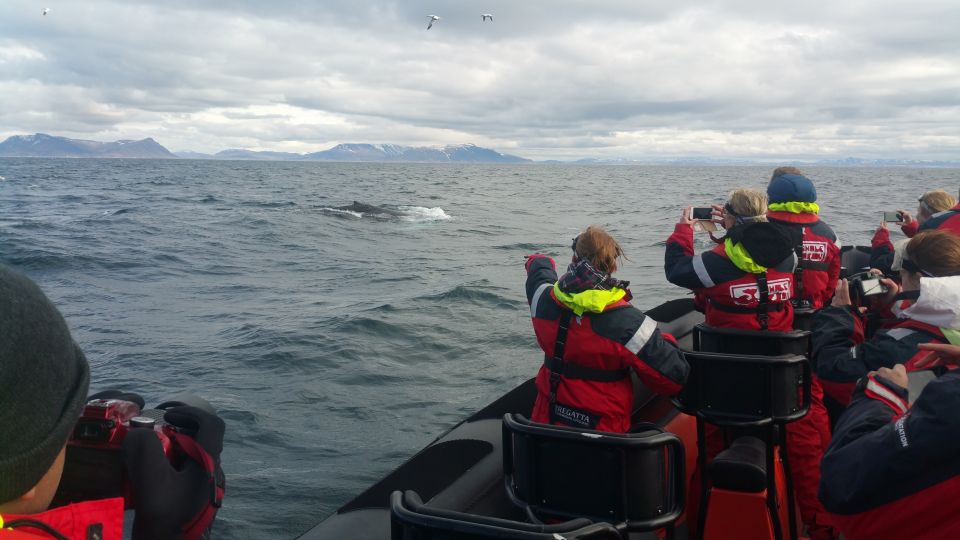 Reykjavik: Premium Whale Watching with Flexible Ticket - Comfort and safety: warm overalls, safety gear, and suspension seats