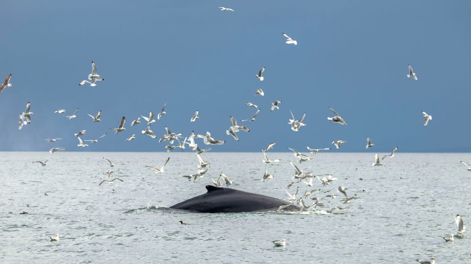 Reykjavik: Premium Whale Watching with Flexible Ticket - Price and value: what $202 per person buys you