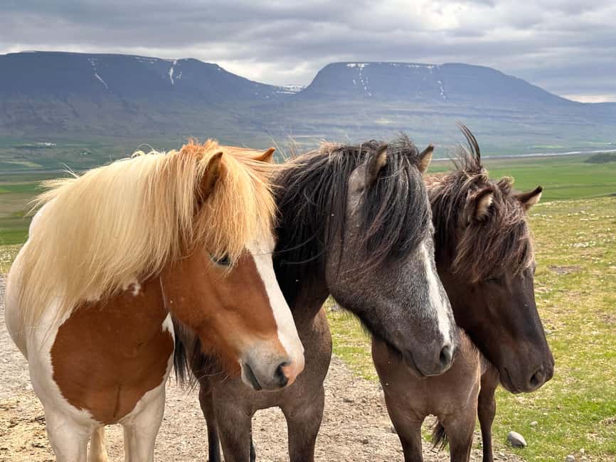 Reykjavik: PRIVATE Golden Circle tour with 5 TOP stops - Price and Value: How $1,001 per Group Works in Real Life