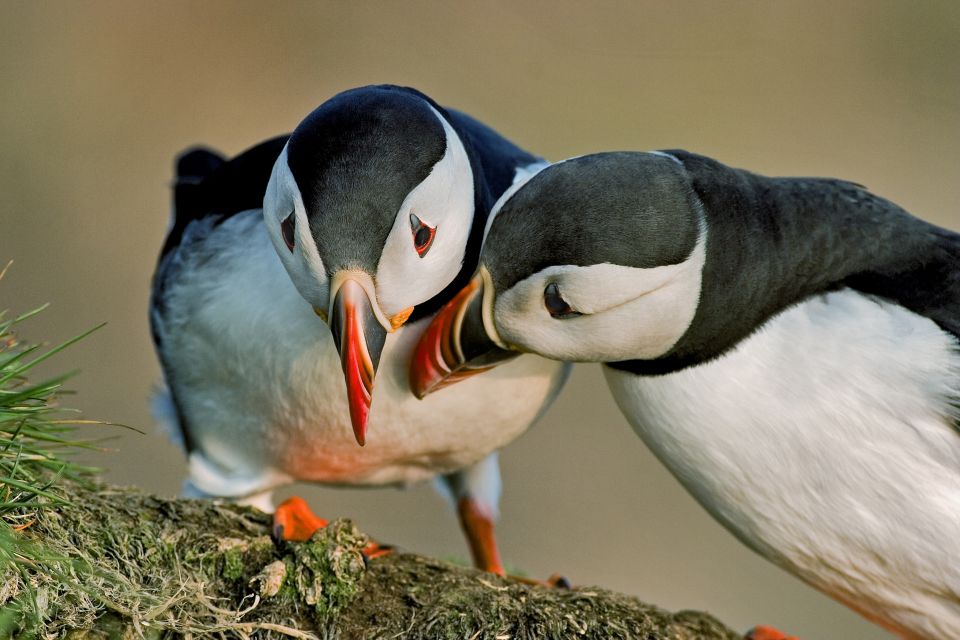 Reykjavik: Puffin Watching Boat Tour - Why This Puffin Boat Feels Worth It