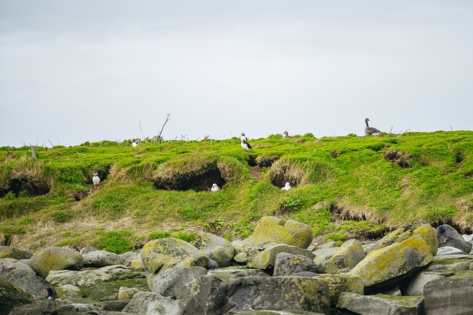 Reykjavik: Puffin Watching Boat Tour - Key Points at a Glance