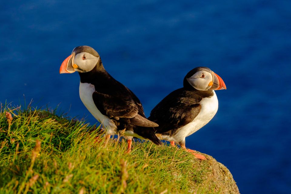 Reykjavik: Puffin Watching Tour - Key things to know before you go