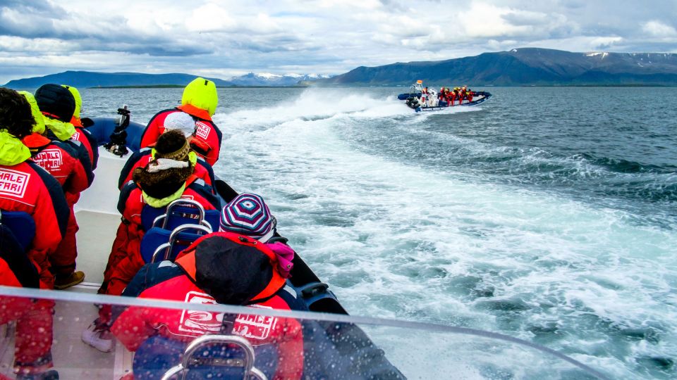 Reykjavik: Puffin Watching Tour - What the Small-Group Setup Means for You on Deck
