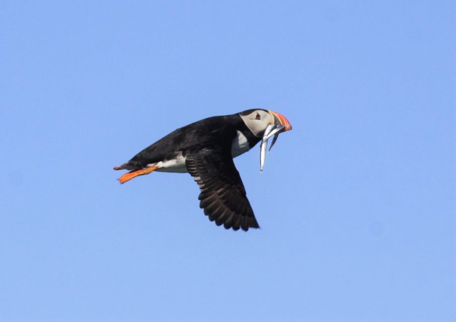 Reykjavik: Puffin Watching Tour - Price and Value: Is $101 for an Hour Fair?