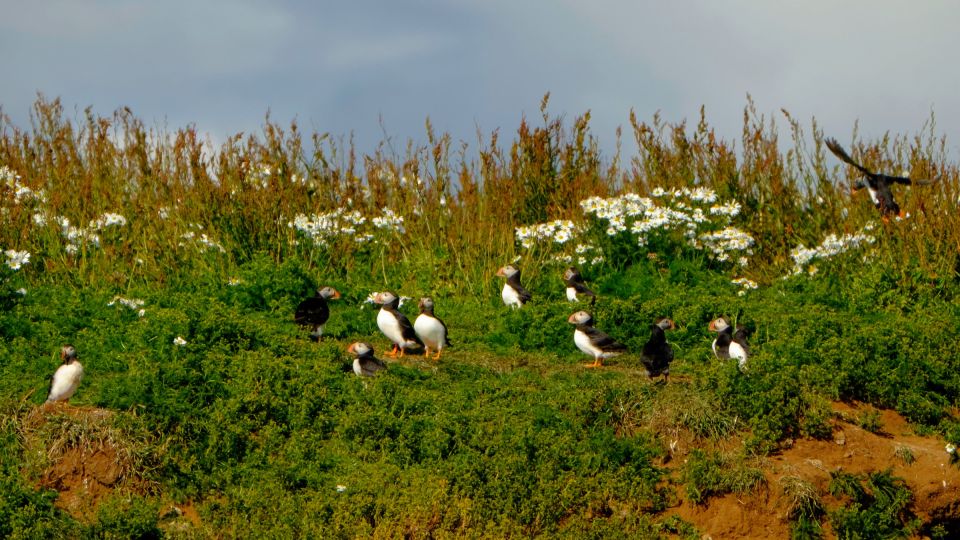 Reykjavik: Puffin Watching Tour - Who This Tour Fits (and Who Should Skip It)